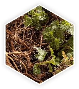 Stinging nettle root, a key ProstaVive ingredient